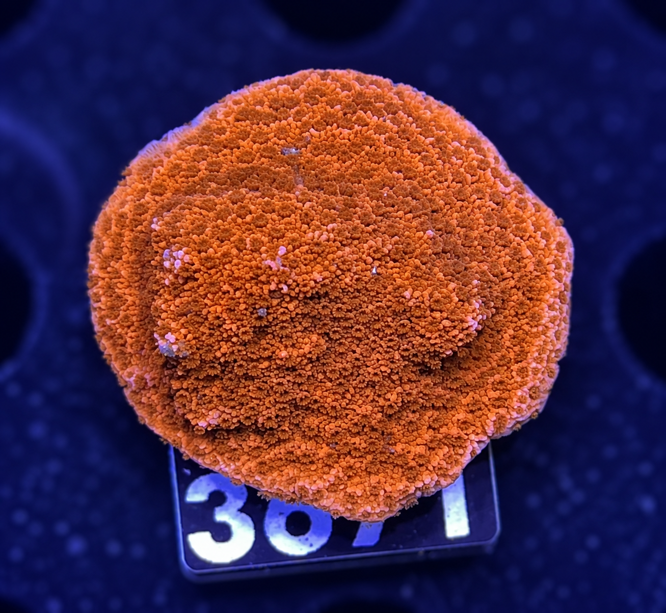 FMC Montipora Aussi Super red
