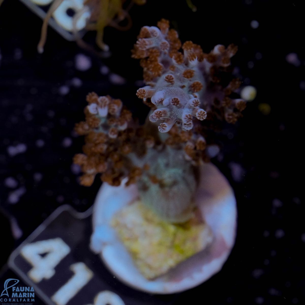 FMC Capnella imbricata green V