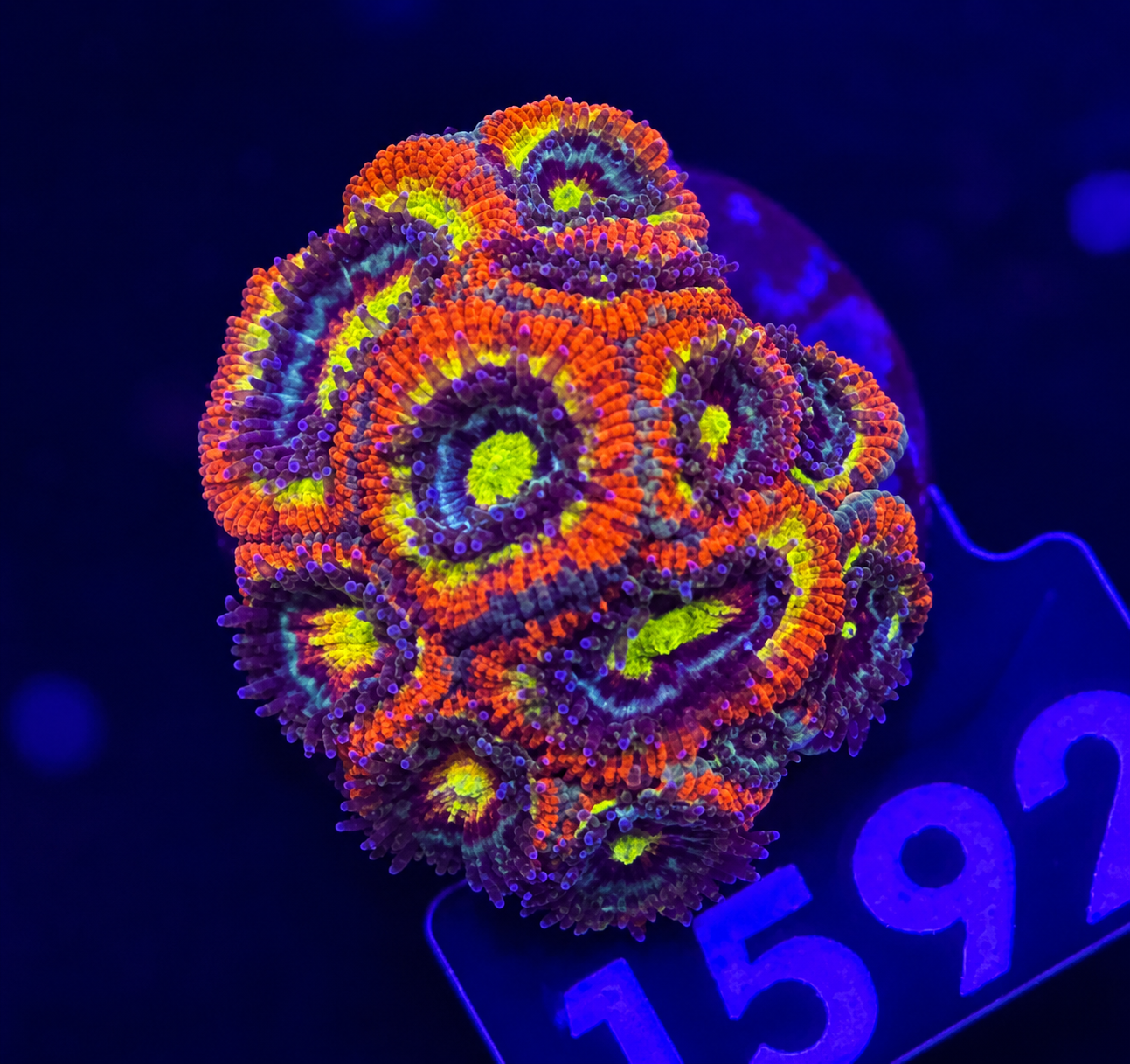 FMC Acanthastrea Micromussa Holy Grail