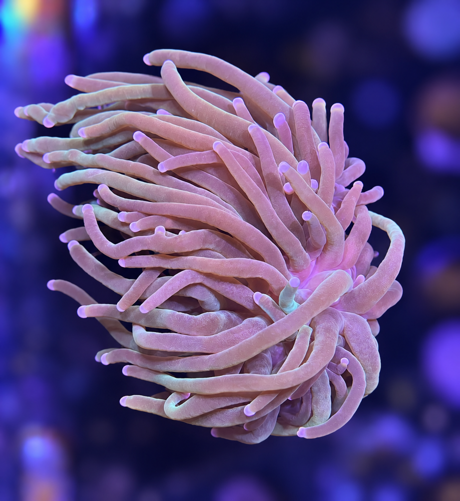 FMC Euphyllia glabrescens light tips 1 Head V