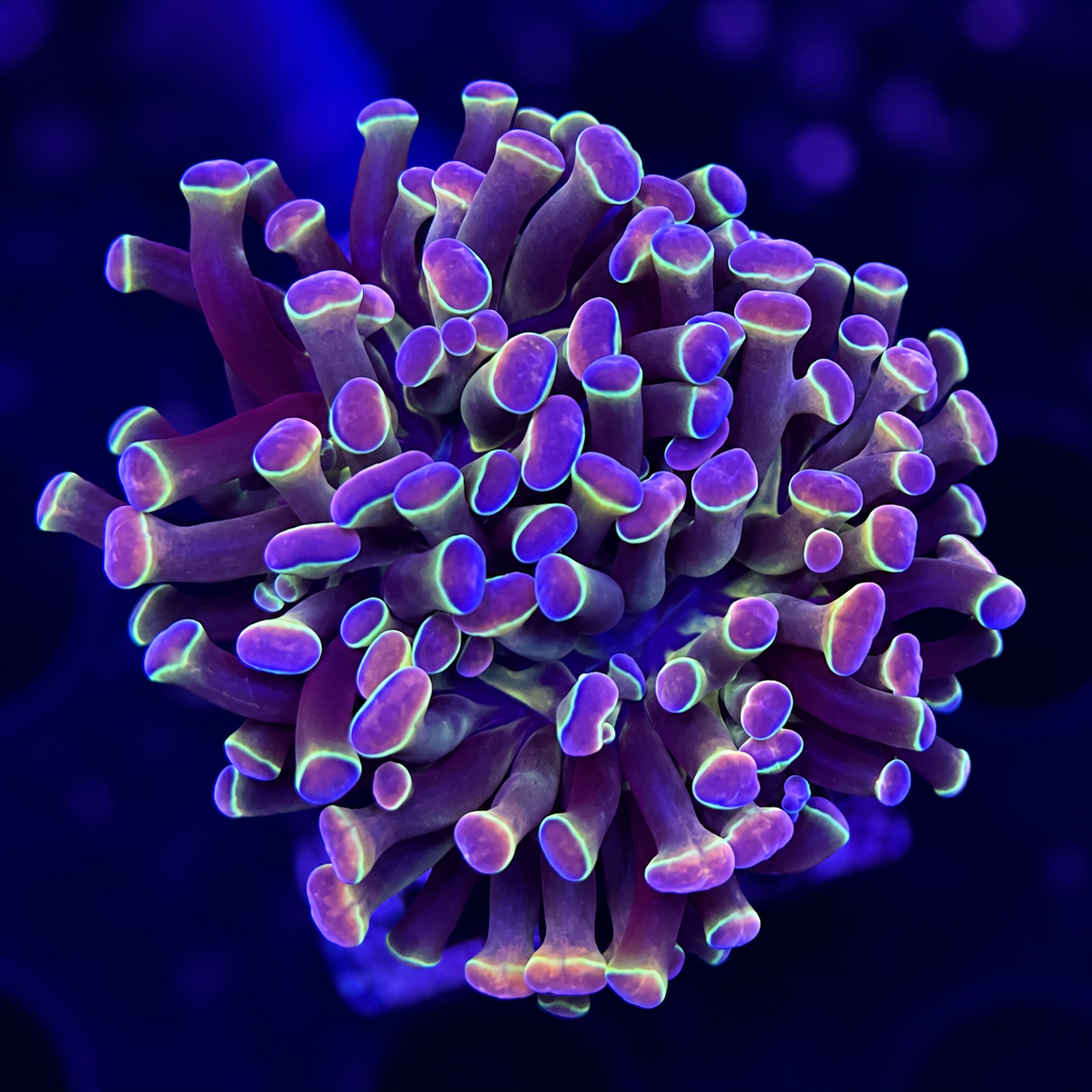 FMC Euphyllia baliensis Fake Hologram