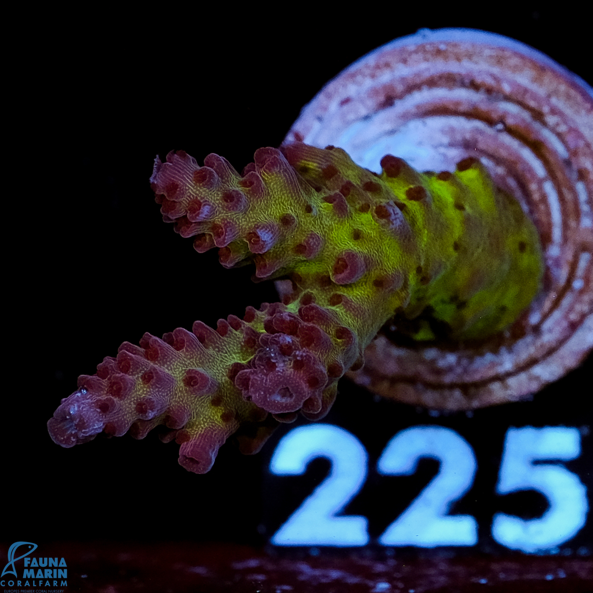 FMC Acropora insignis SP.