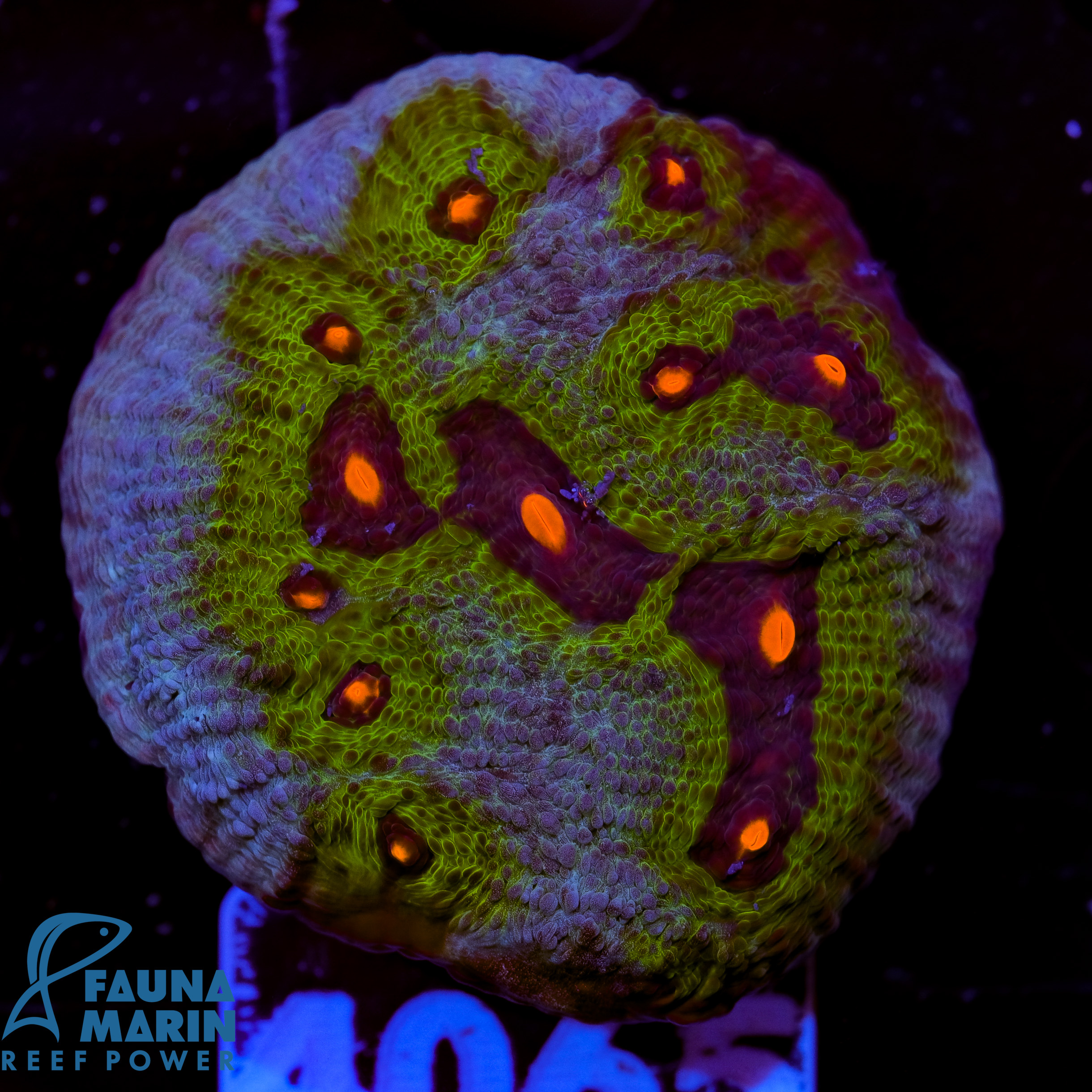 FMC Chalice Avatar V