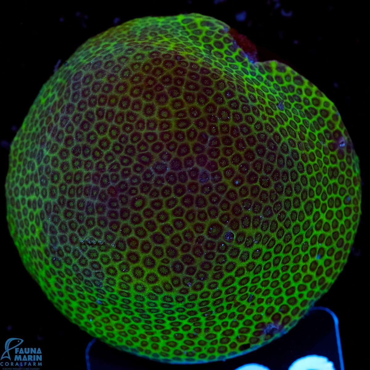 FMC Porites Green Ball