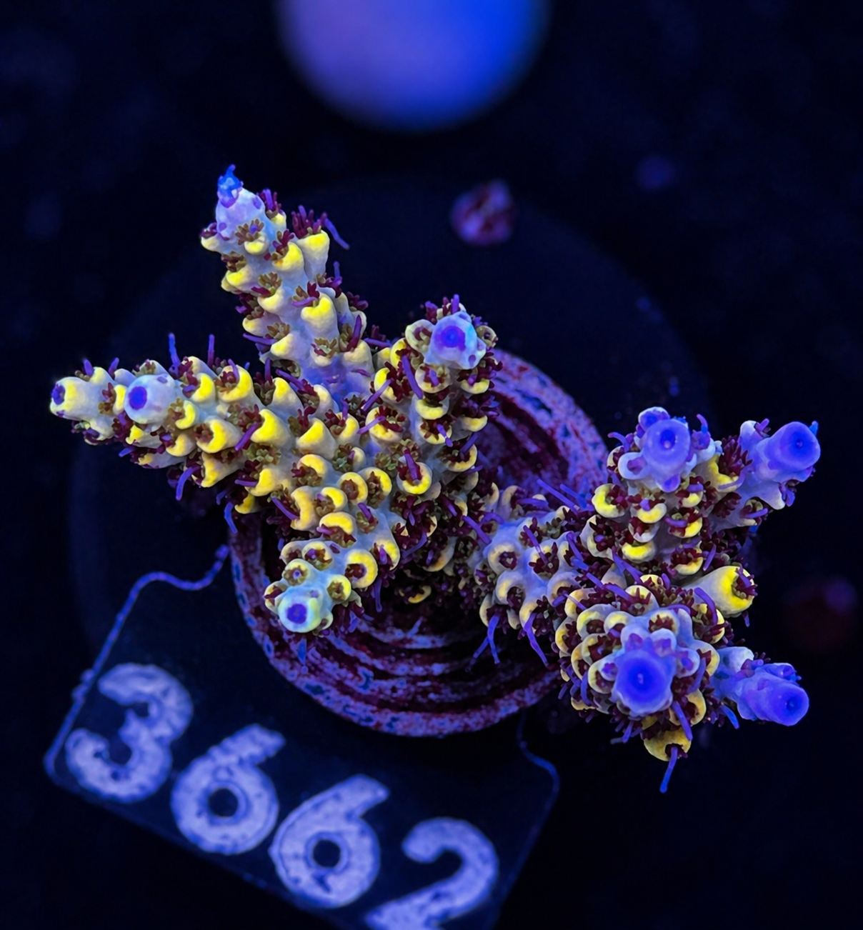 FMC Acropora cytherea Pikachu