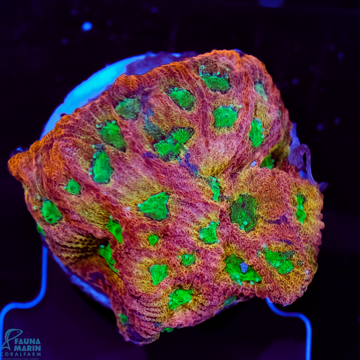 FMC Favites Day Glo Pentagona