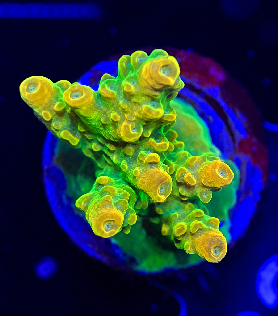 FMC Acropora rosaria Goldfinger