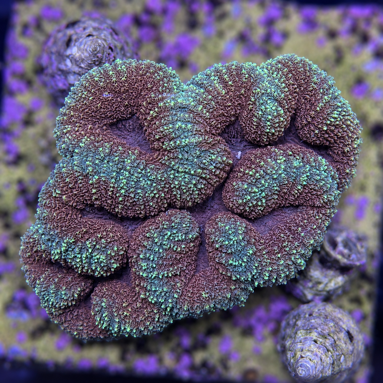 FMC Symphyllia agarica