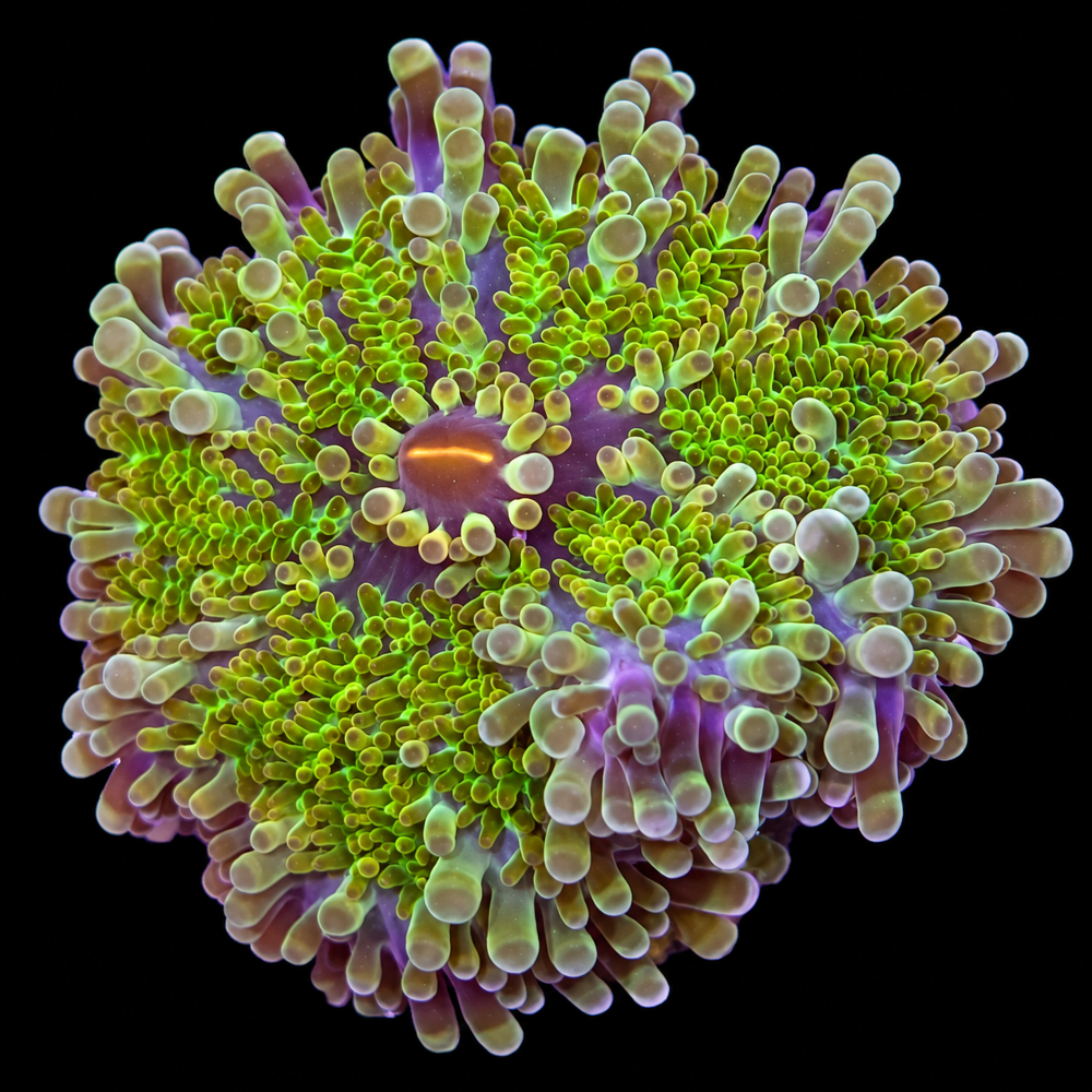 FMC Ricordea yuma multicolor V
