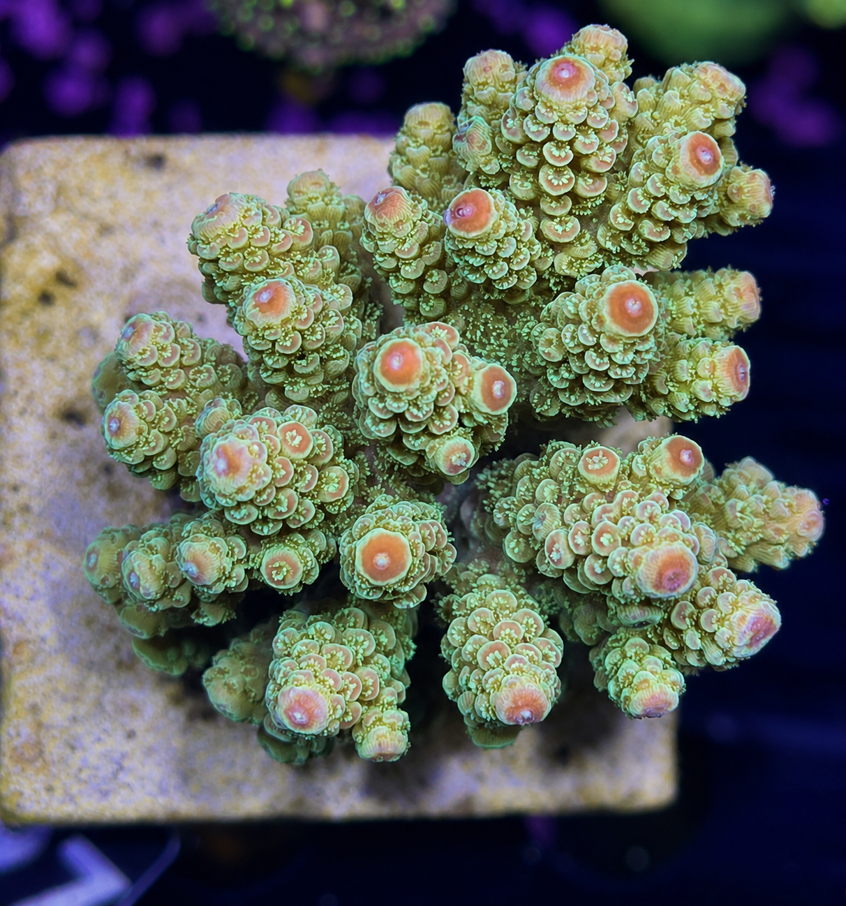FMC Acropora florida