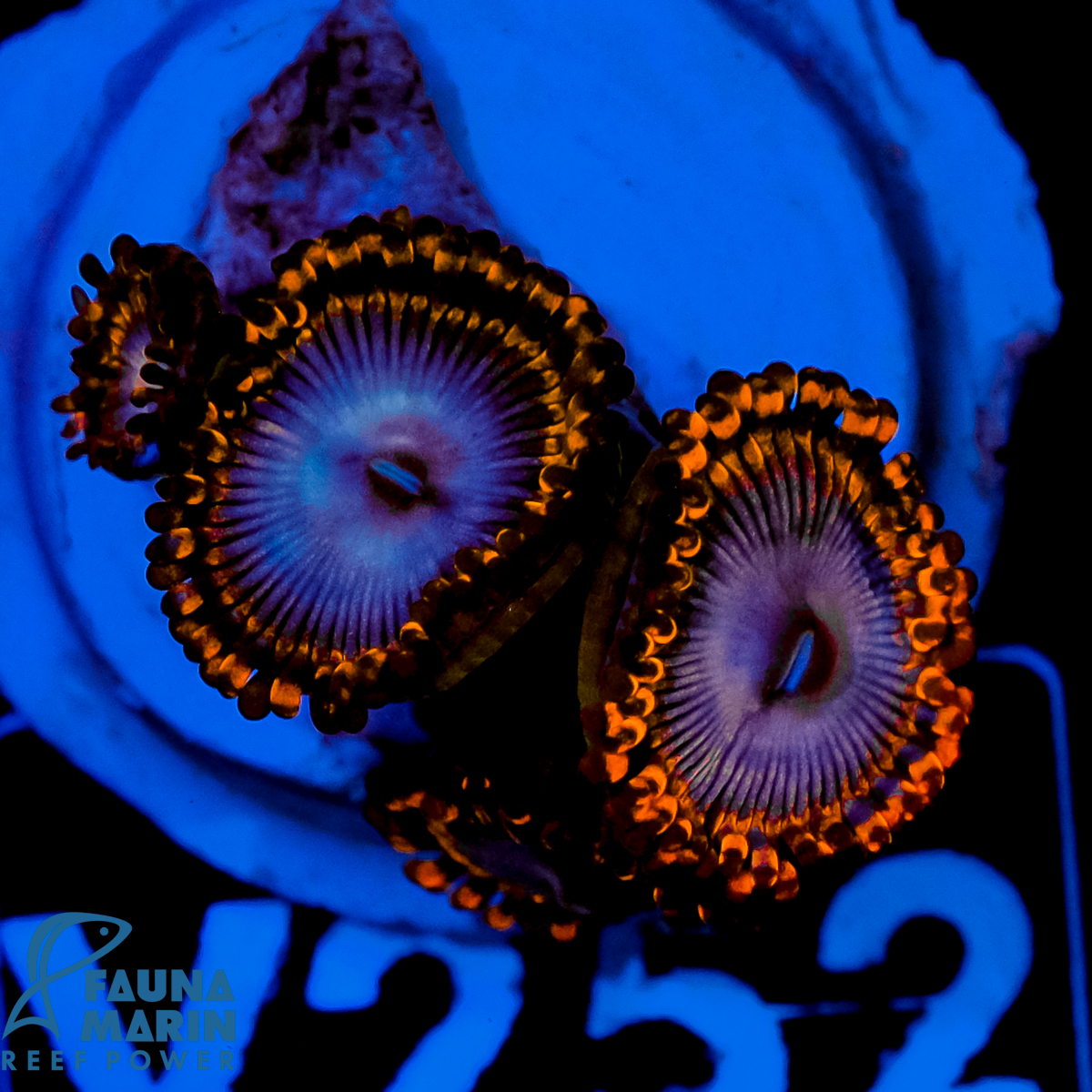 FMC Zoanthus Papa Smurf 2-3 Polypen V