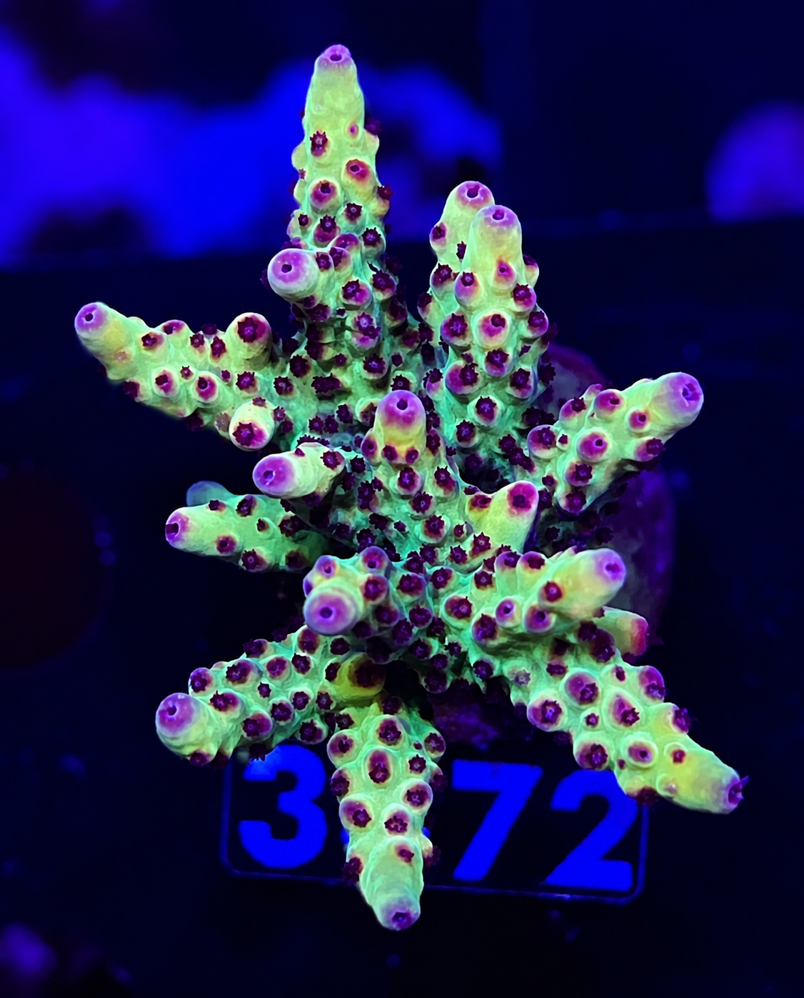 FMC Acropora sp Blueberry Muffin