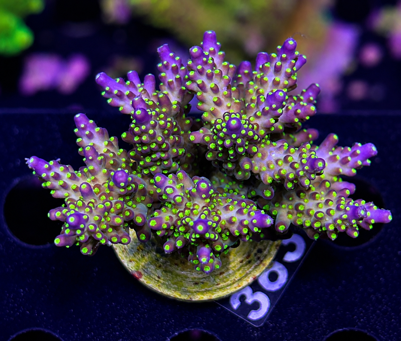 FMC Acropora nana tricolor