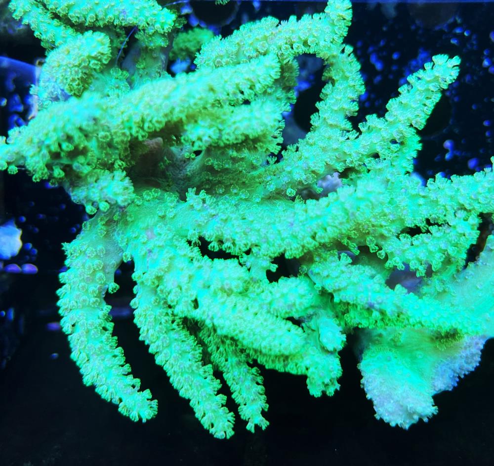 FMC Sinularia flexibilis Neon Green V