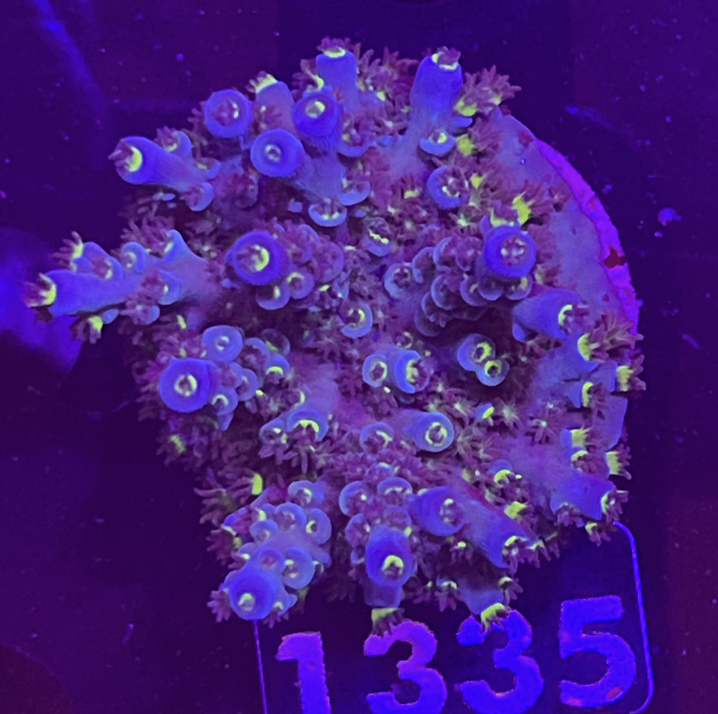 FMC Acropora kenti SciReef Grade 1