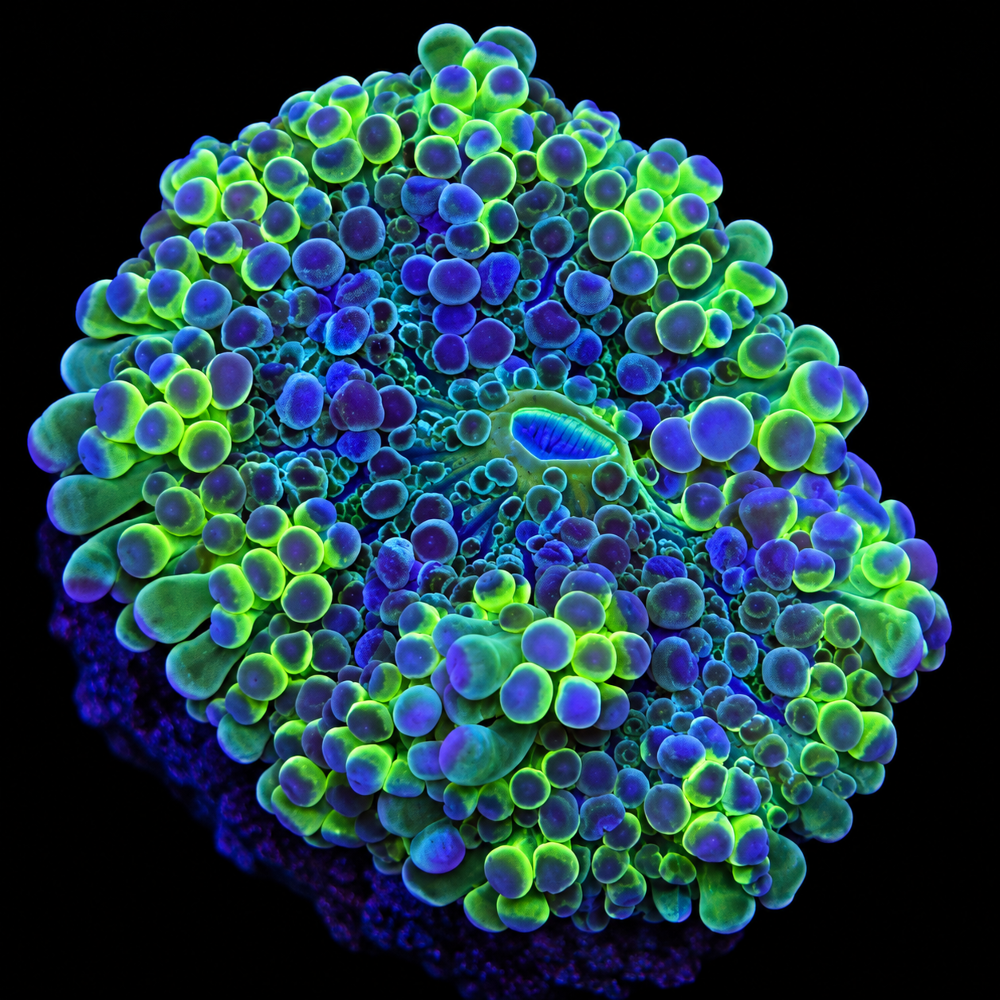 FMC Ricordea yuma green V