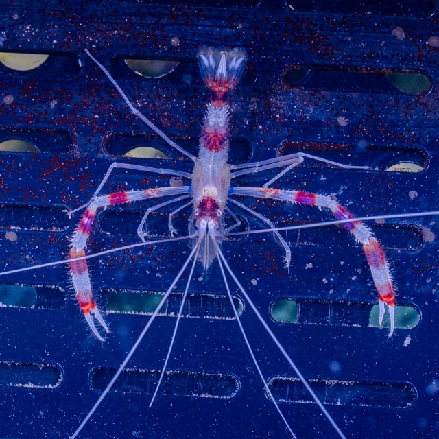 Stenopus hispidus - Gebänderte Scherengarnele