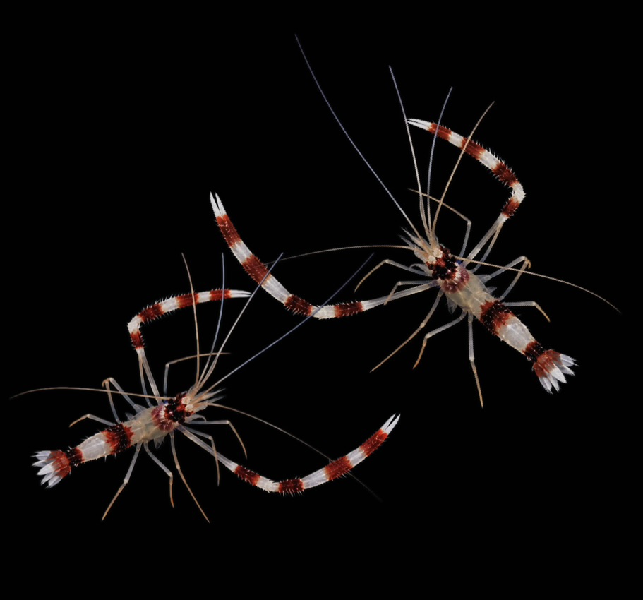 Stenopus hispidus - Gebänderte Scherengarnele !PAAR!
