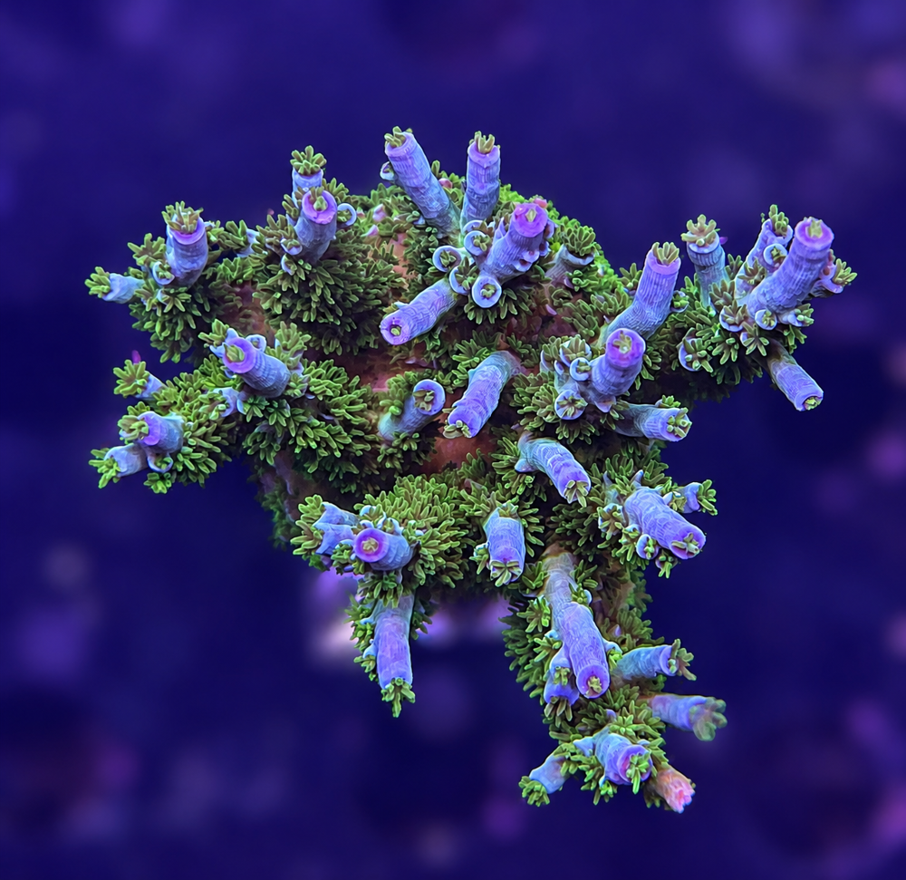 SciReef Acropora kenti Grade 1 MAXX Twin
