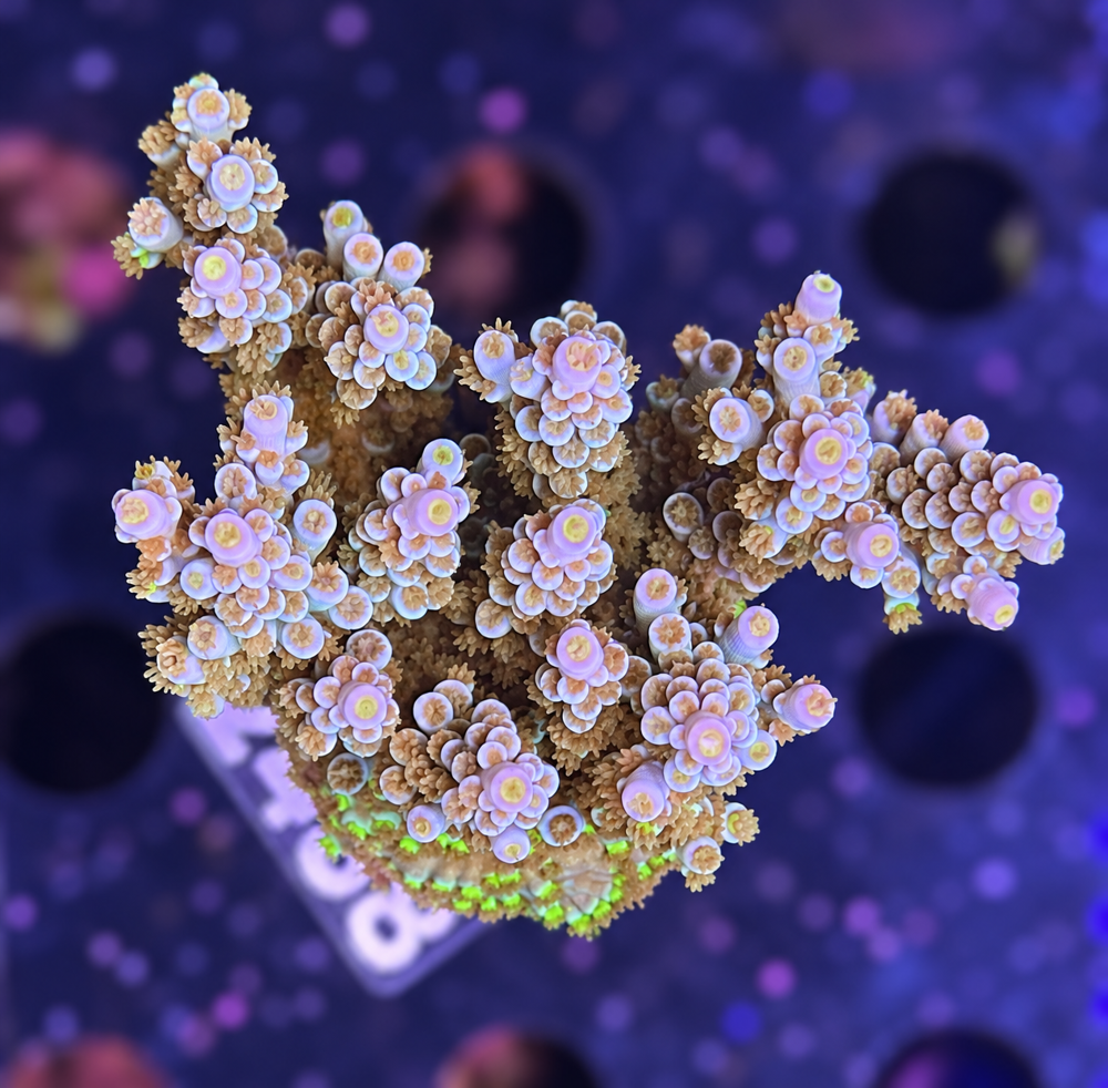 SciReef Acropora kenti Grade 2 MAXX Twin
