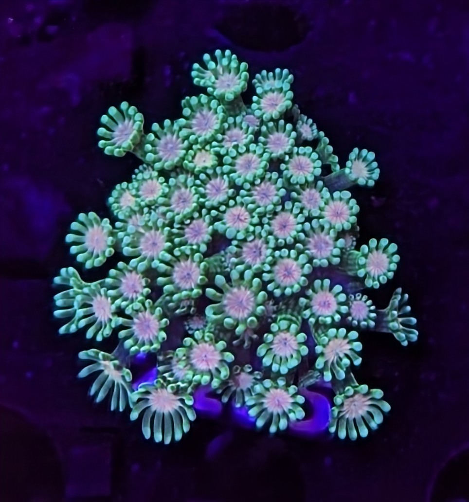 FMC Goniopora light center