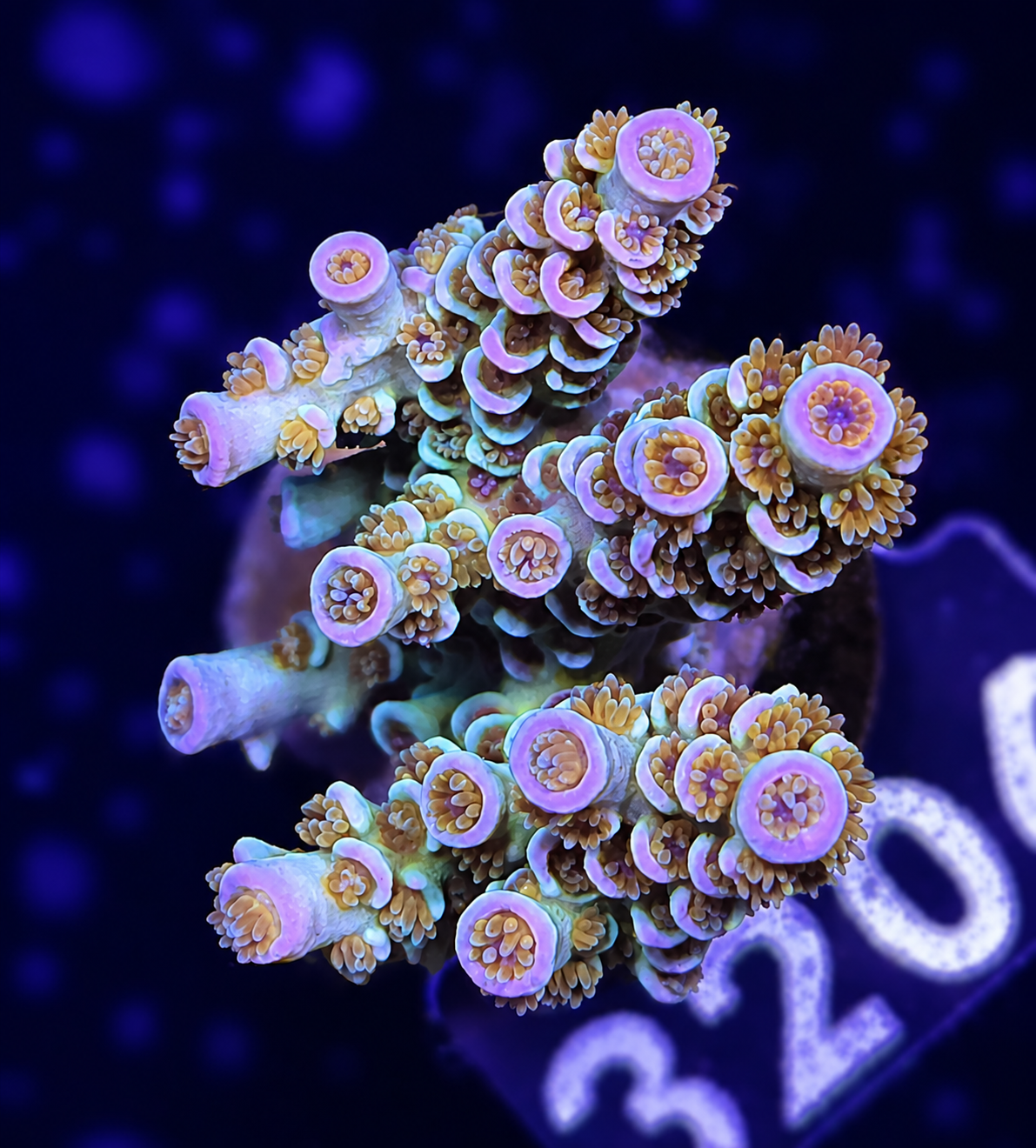 FMC Acropora tenuis