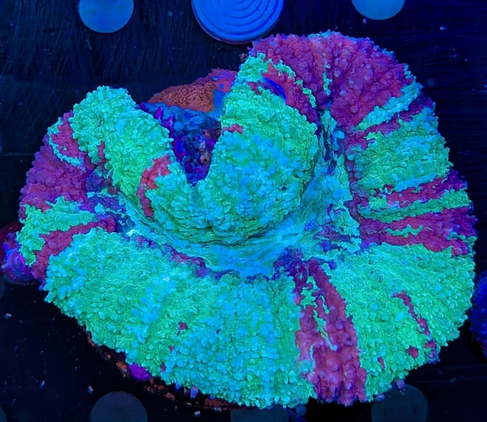 FMC Lobophyllia Green & Red