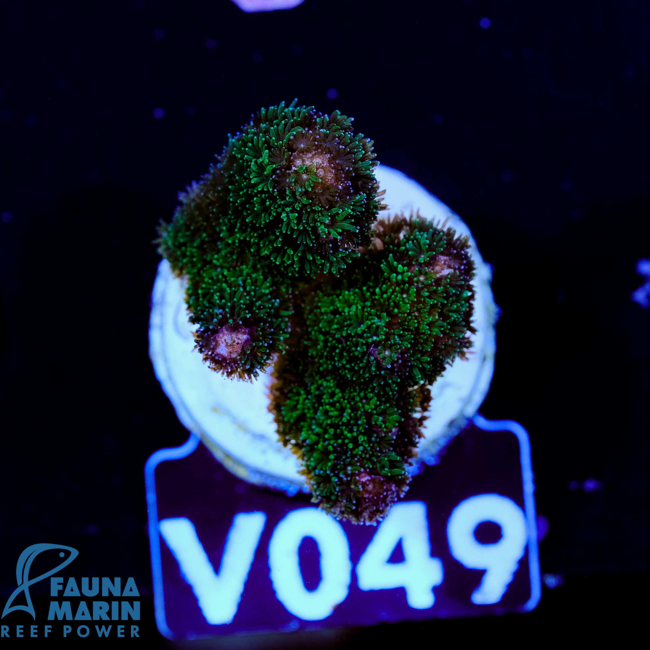 FMC Pocillopora Bicolor V