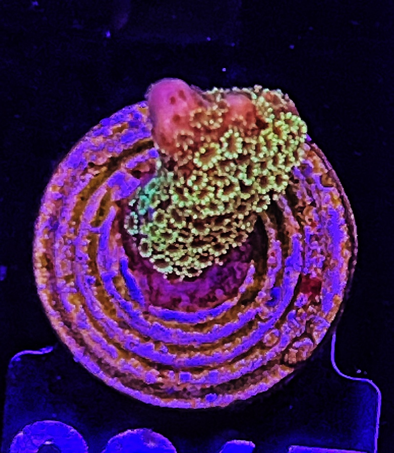 FMC Montipora digitata Gold Money