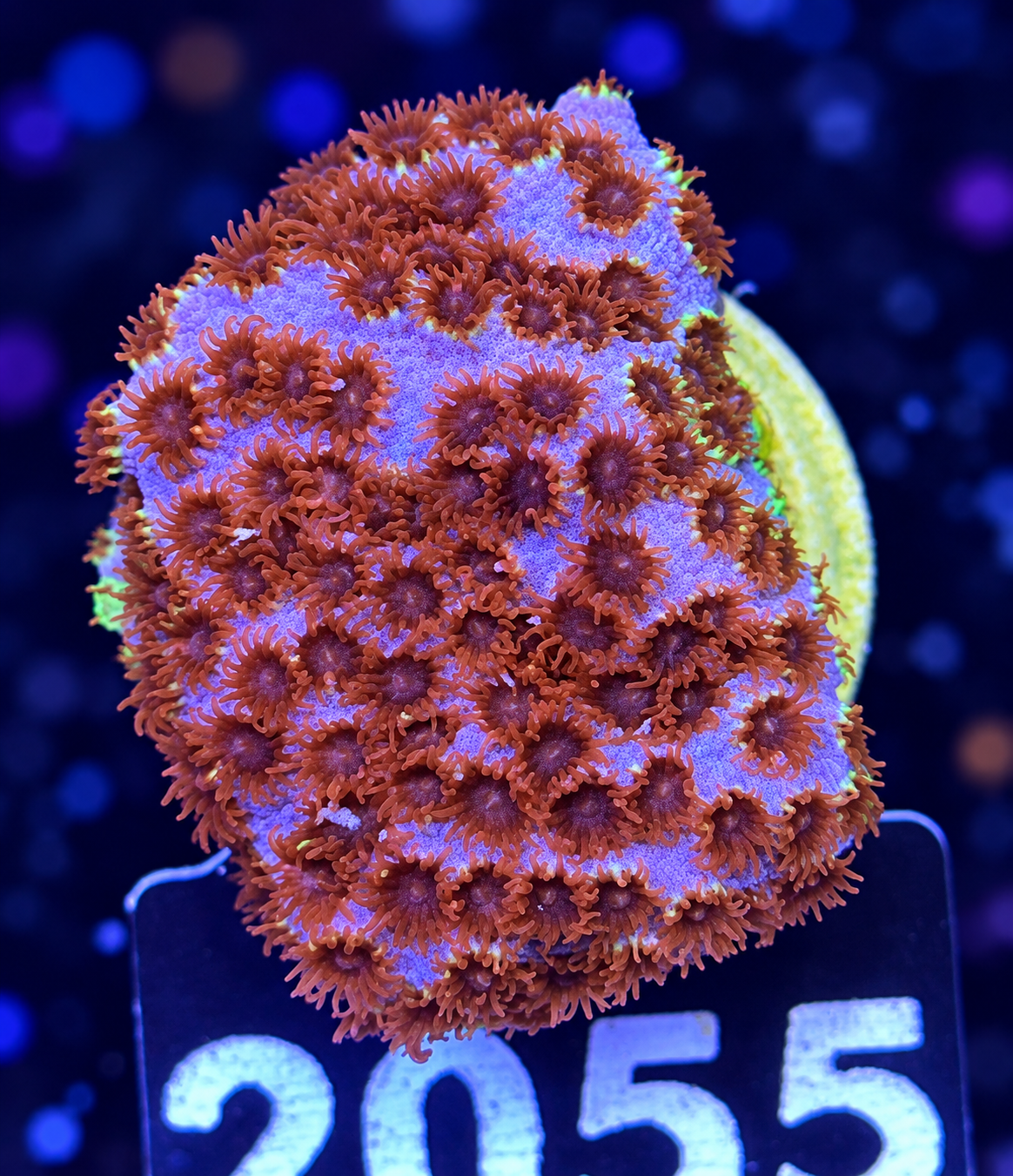 FMC Cyphastrea Skittles Bomb