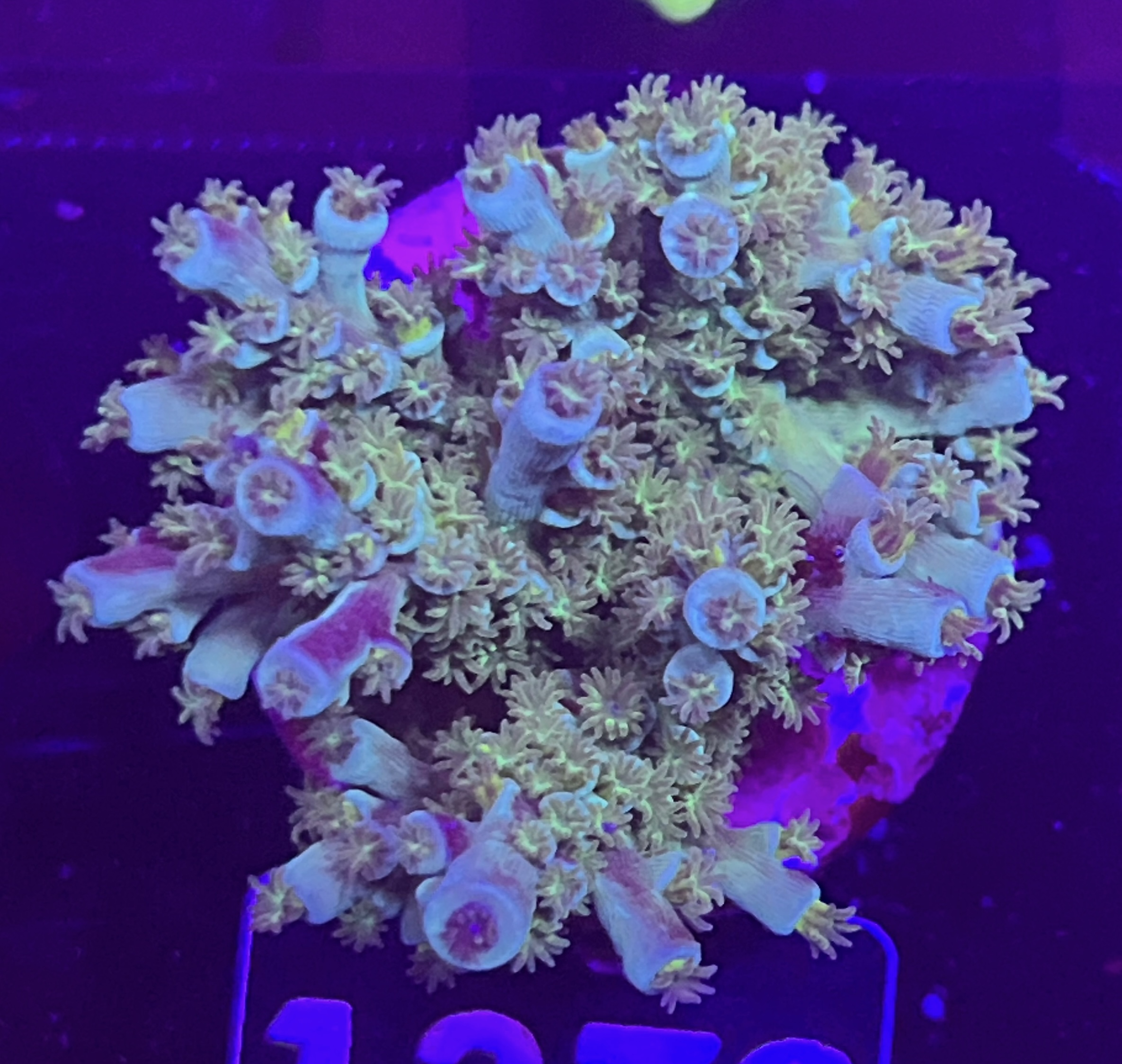 FMC Acropora kenti SciReef Grade 1