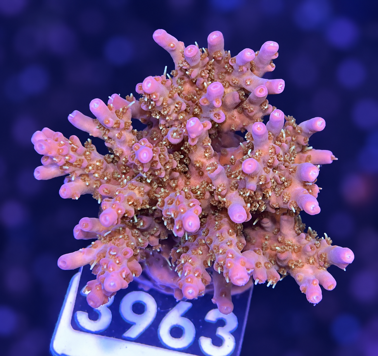 FMC Acropora vividis Confetti