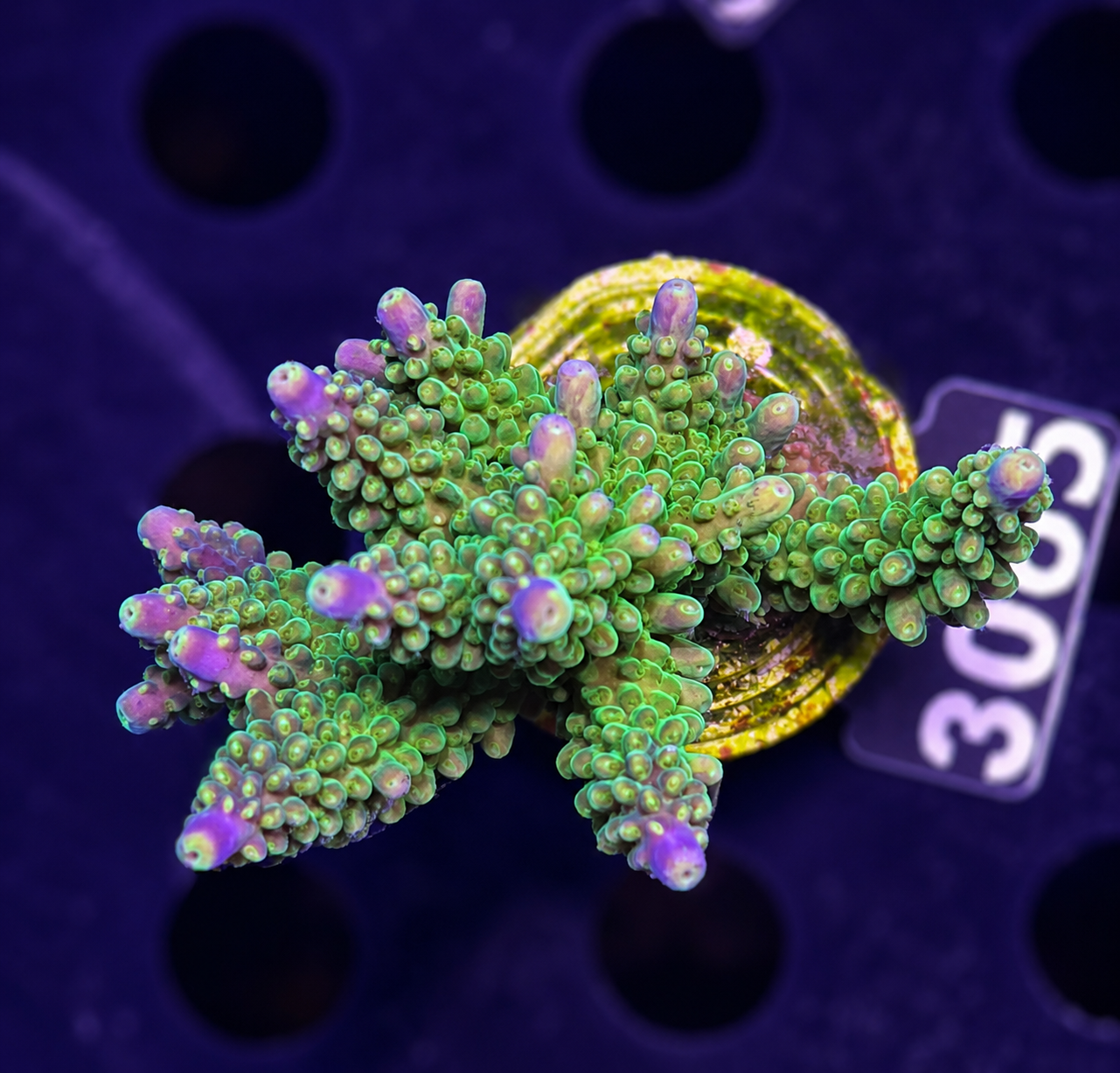 FMC Acropora secale Joker