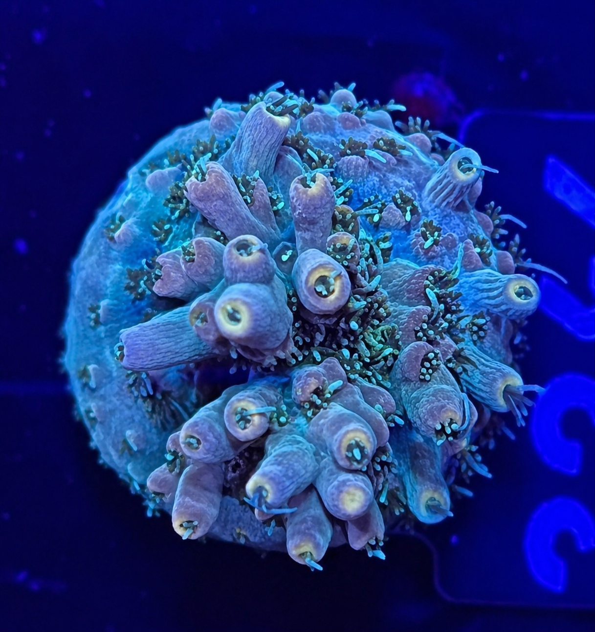 FMC Acropora aculeus yellow tips