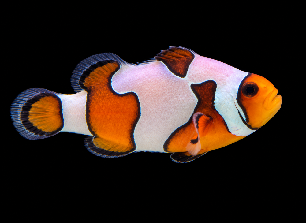 Amphiprion ocellaris - "Gladiator"  NZ
