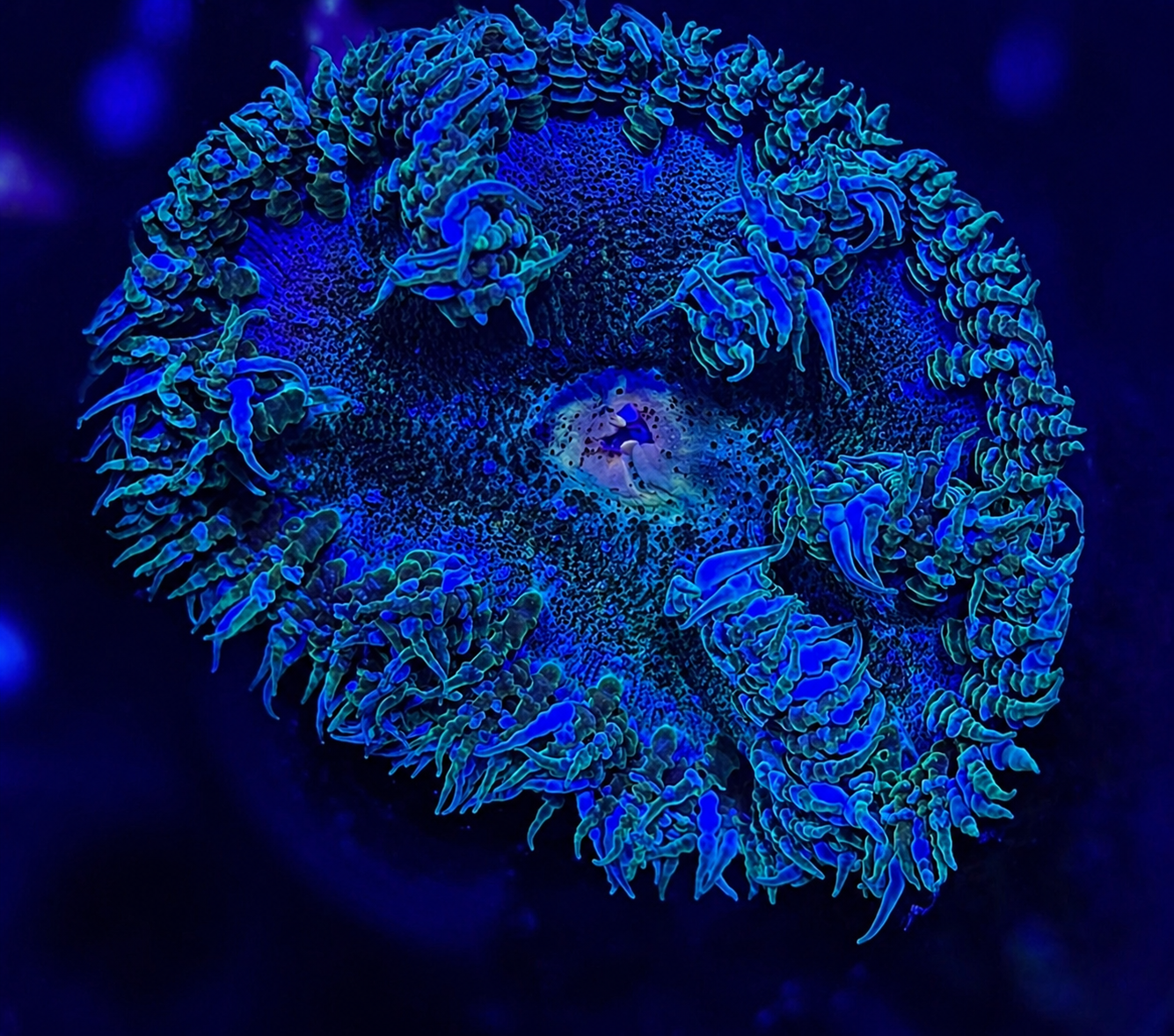 FMC Phymanthus crucifer Rockanemone
