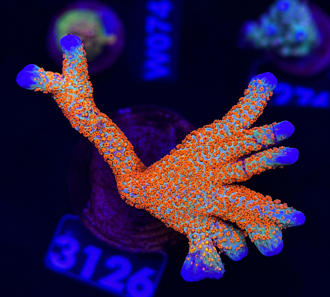 FMC Montipora digitata Bubblegum