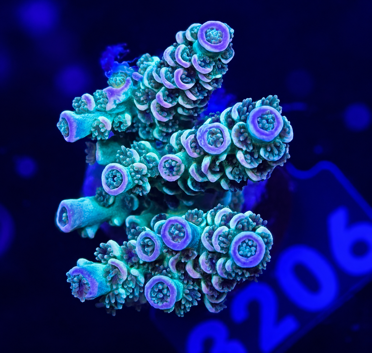 FMC Acropora tenuis