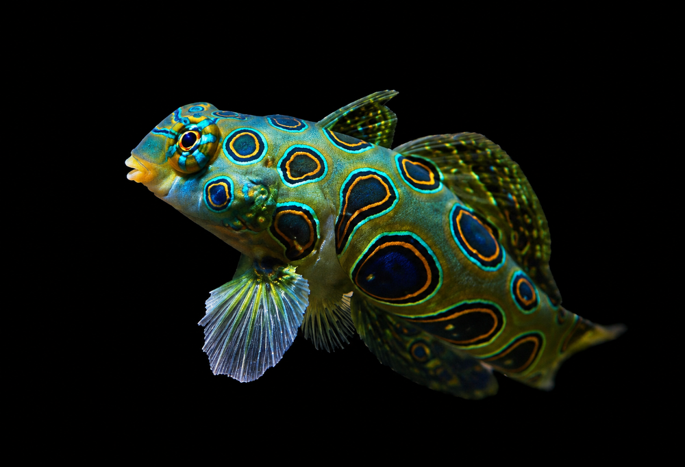 Synchiropus picturatus - LSD Leierfisch  !Männchen!
