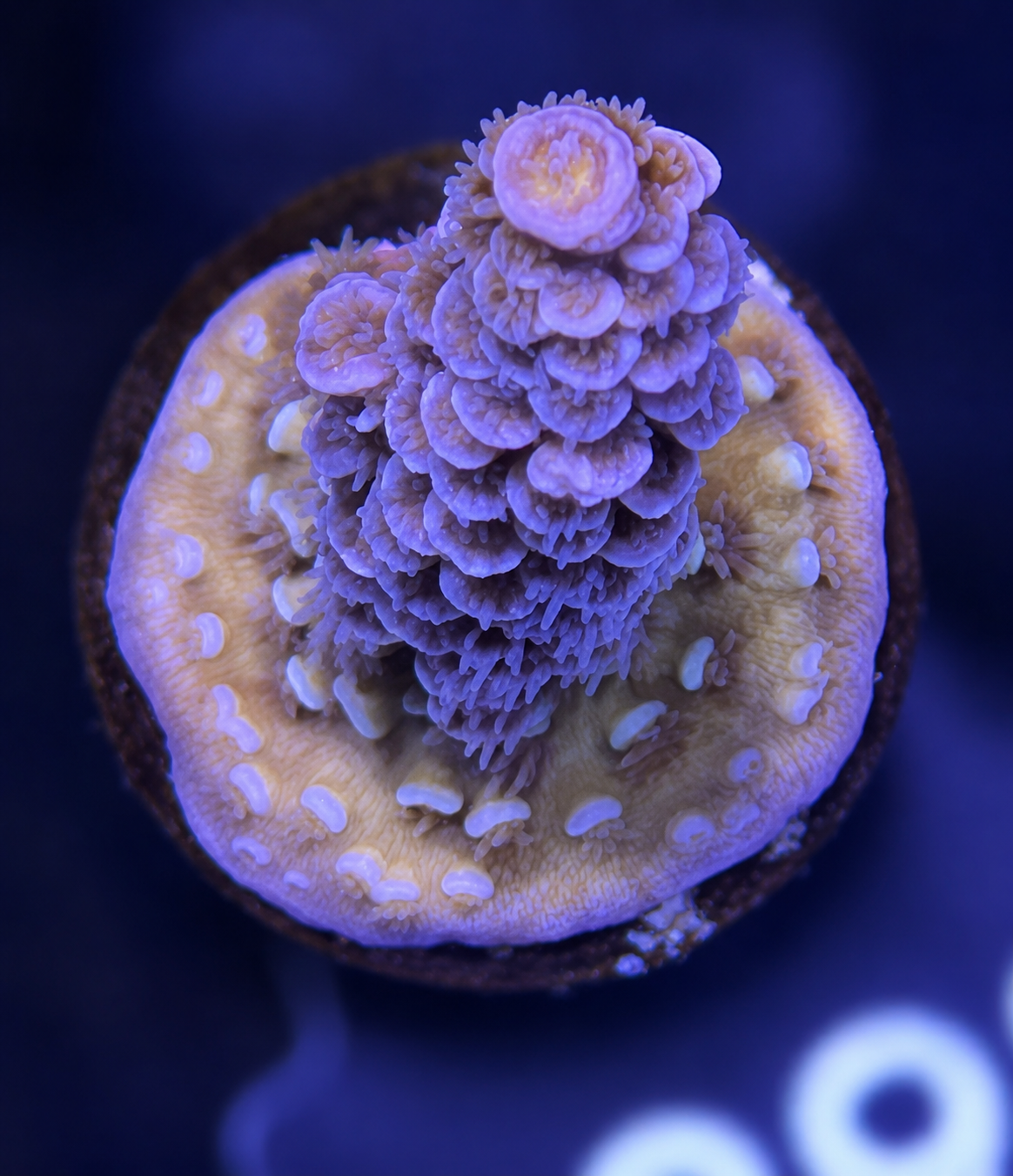 FMC Acropora tenuis