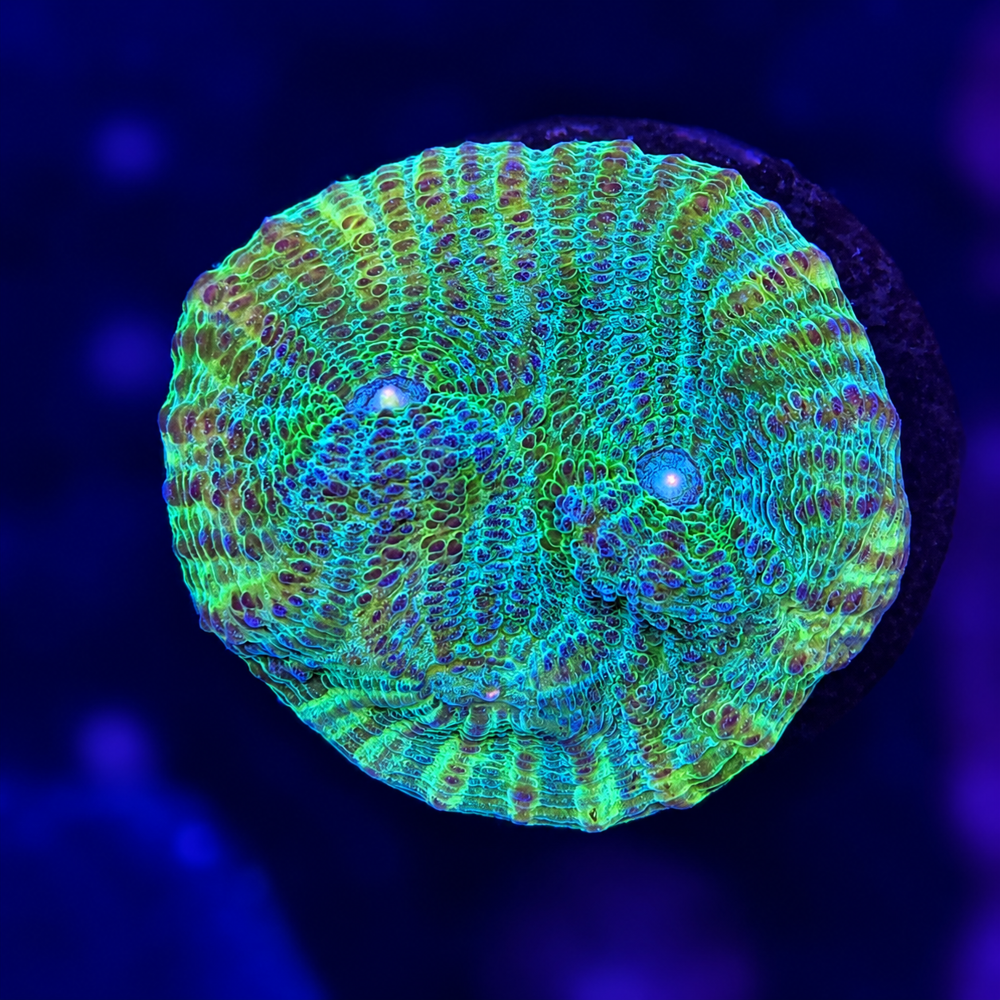 FMC Chalice pastel colors V