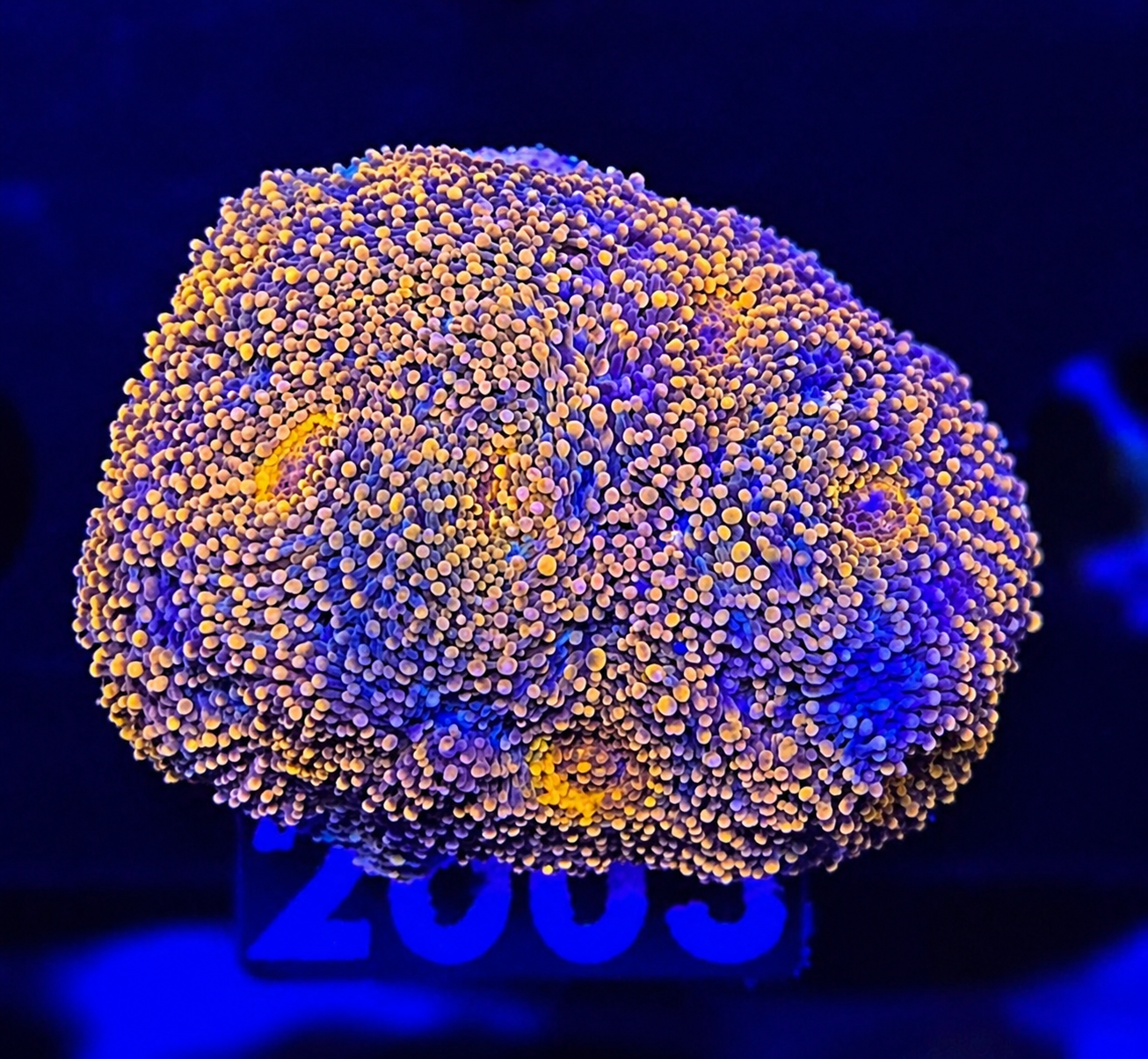 FMC Acanthastrea echinata Goldnugget