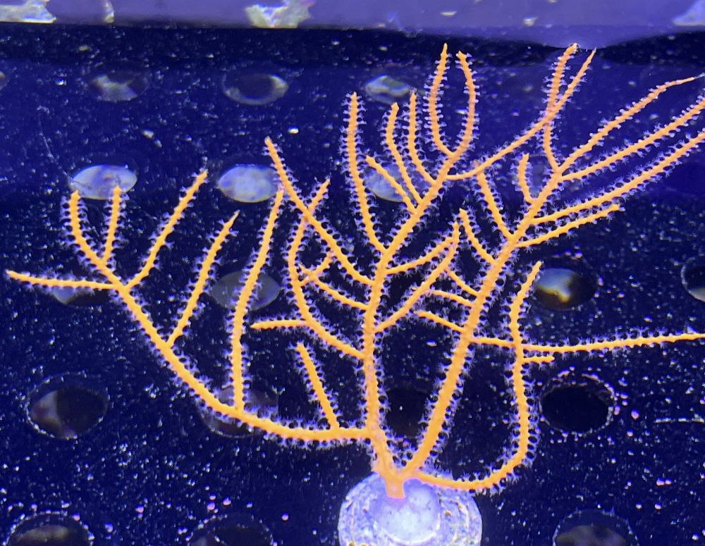 FMC Gorgonia sp. orange V