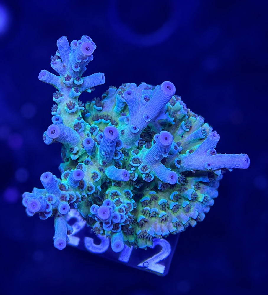 SciReef Acropora kenti Grade 2 MAXX Twin
