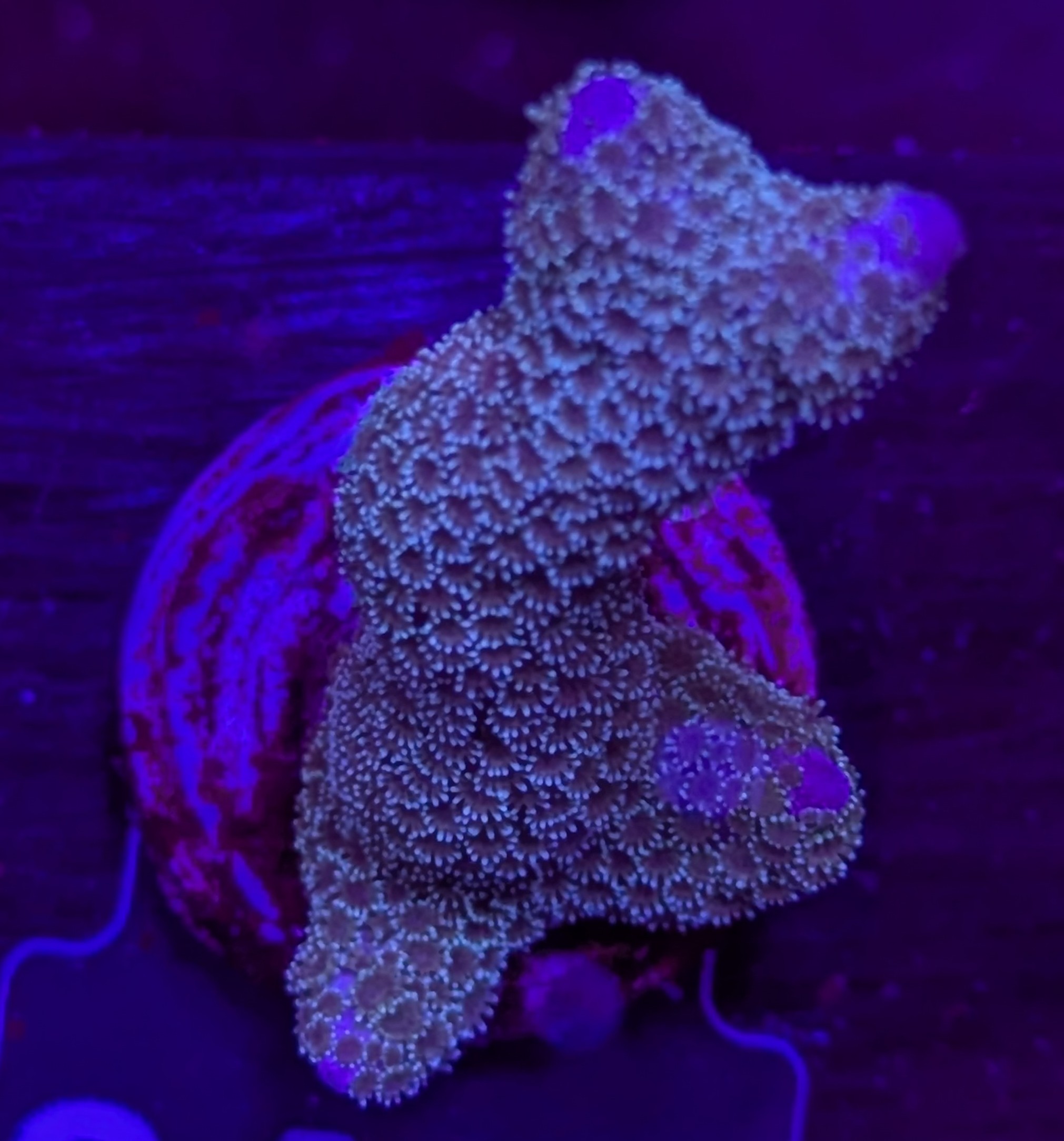 FMC Montipora digitata blueish