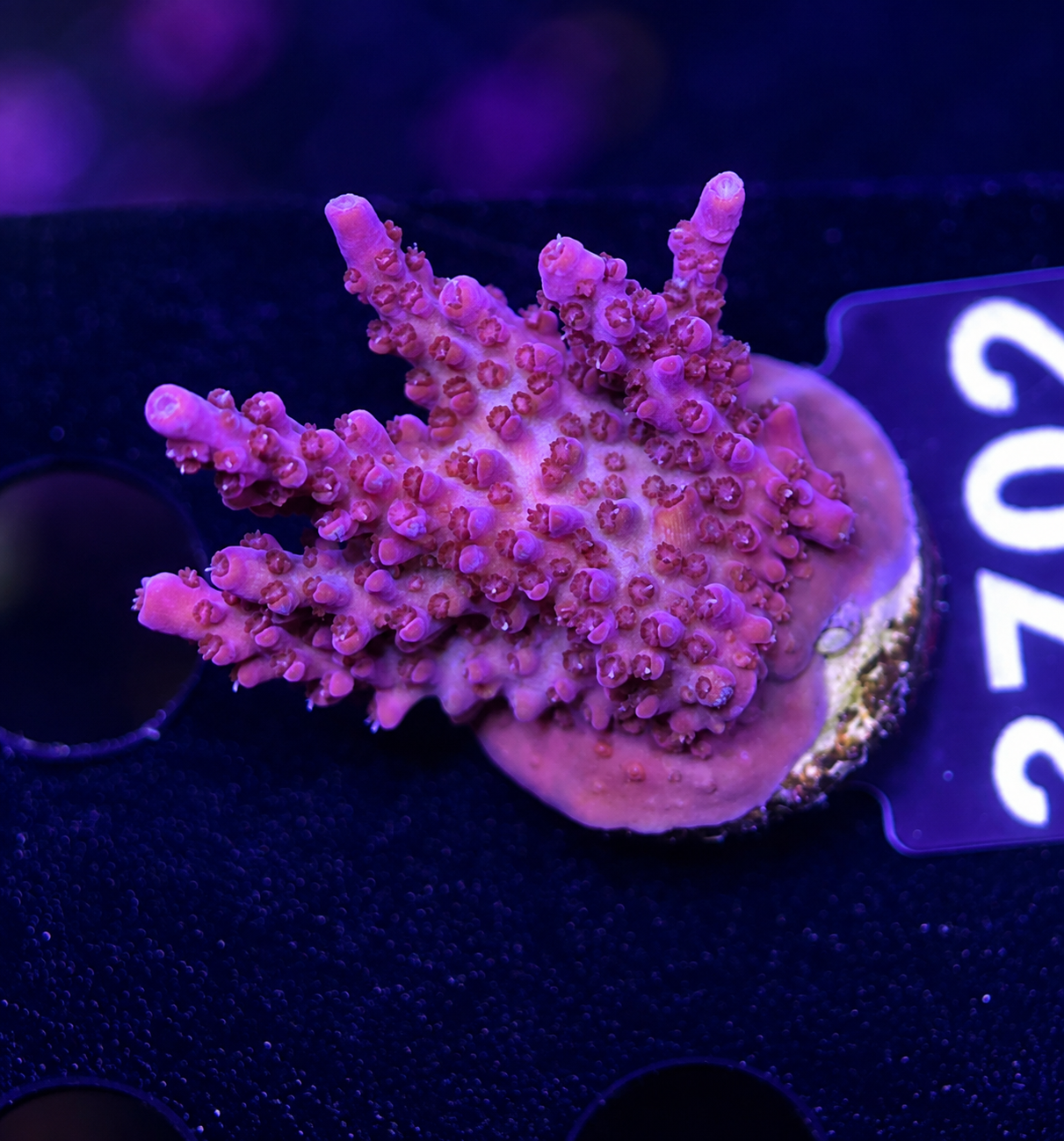 FMC Acropora divaricata  dark red
