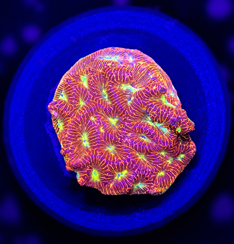 FMC Leptoseris explanata Jack o Lantern + Coral Mount