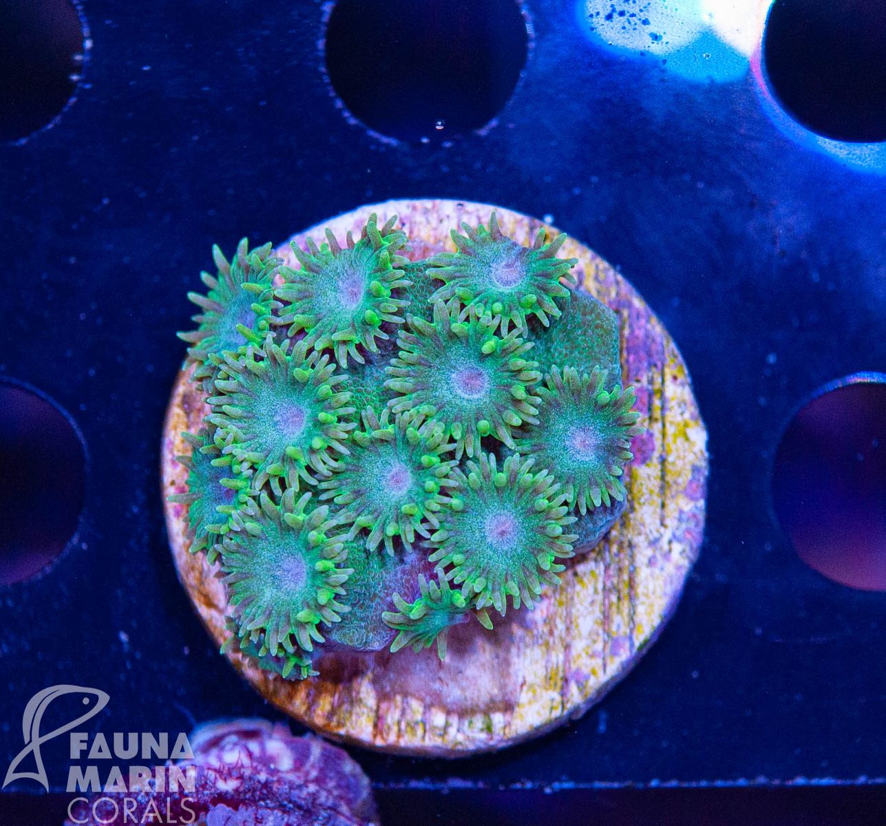 FMC Turbinaria Big Polyp V