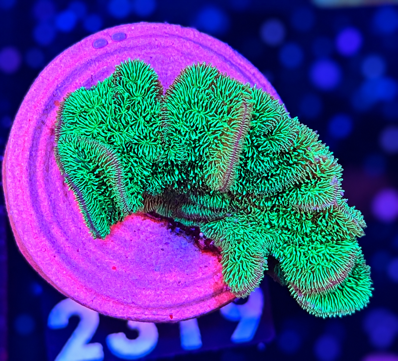FMC Pavona decussata green V