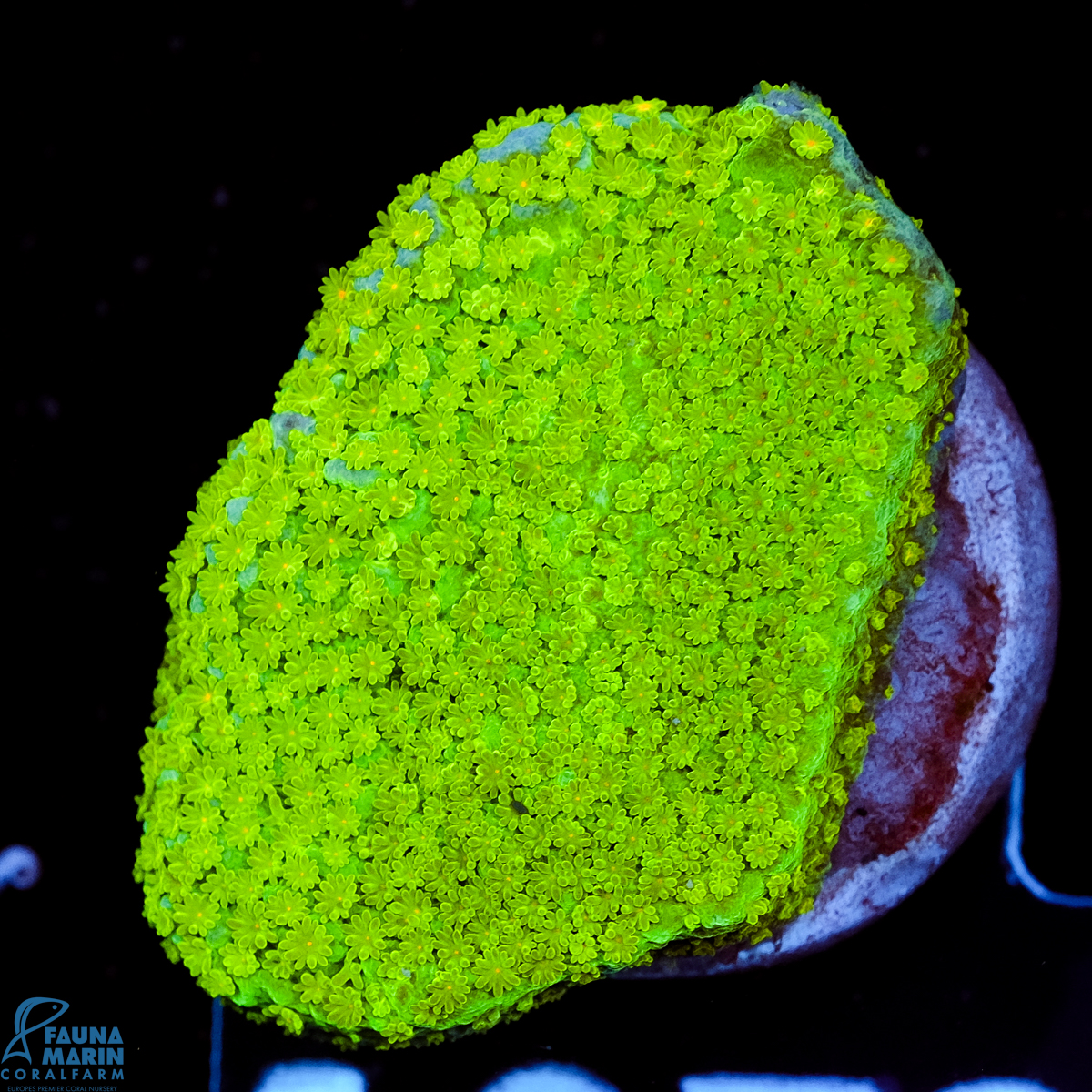 FMC Montipora Pokerstar